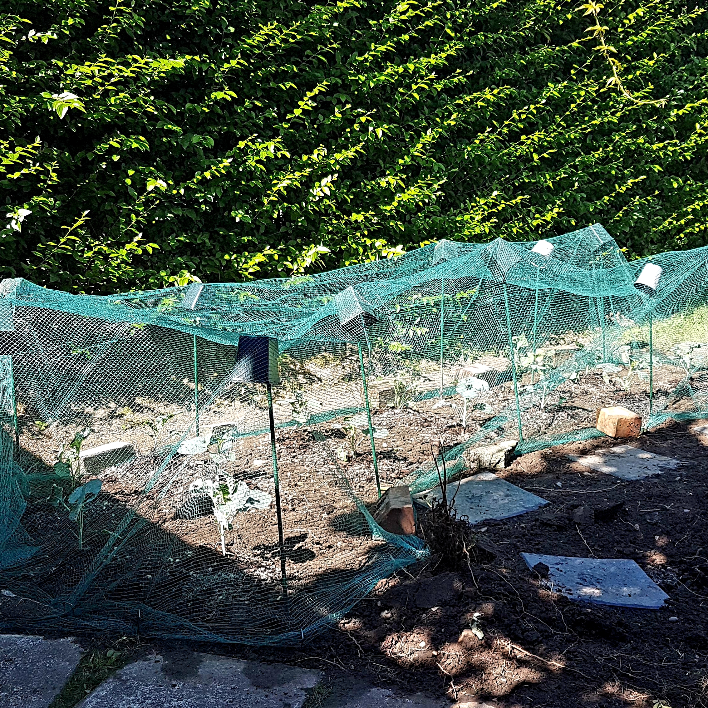 Brassicas, netted